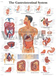 The Gastrointestinal System - Anatomical Chart